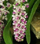 orchid.jpg