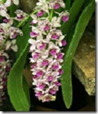 orchid