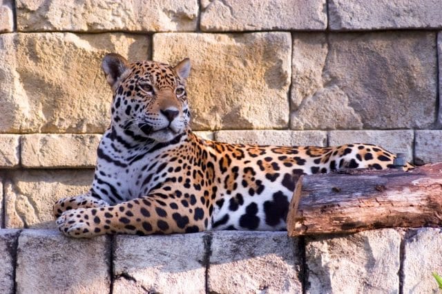 Palm Beach Zoo Archives Palm Beach On The Cheap palm-beach-zoo-archives-palm-beach-on-the-cheap